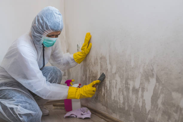 Best Commercial Mold Removal  in Loudon, TN