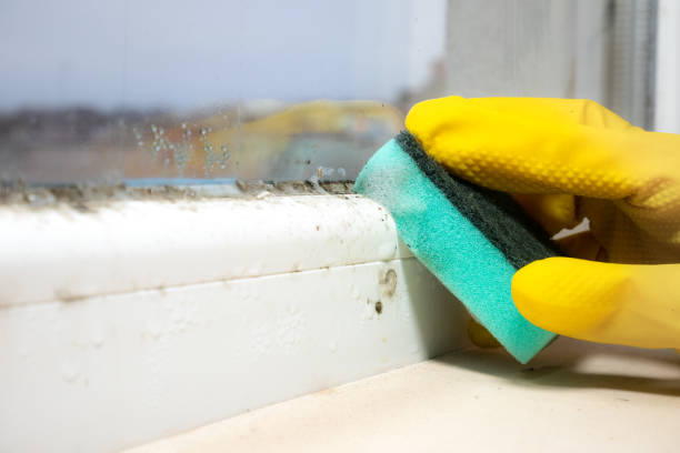 Best Commercial Mold Removal  in Loudon, TN