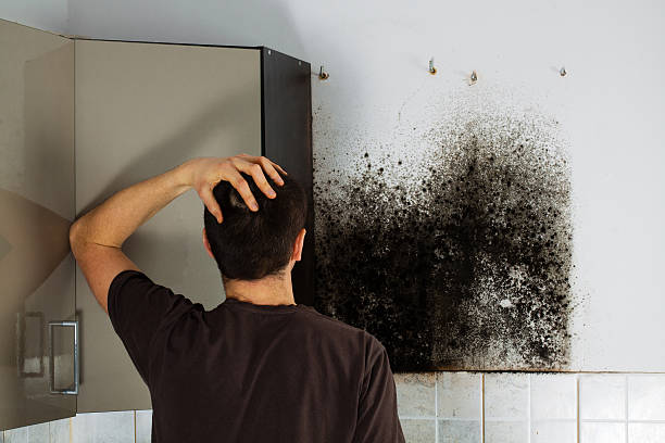 Best Crawl Space Mold Removal  in Loudon, TN