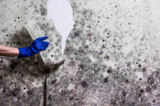 Best Residential Mold Removal  in Loudon, TN